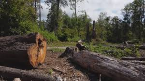 Best Tree Cabling and Bracing  in Raoul, GA