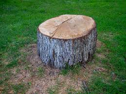 Best Firewood Processing and Delivery  in Raoul, GA
