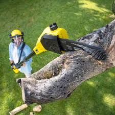 Best Tree and Shrub Care  in Raoul, GA