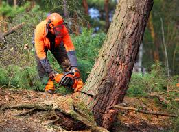 How Our Tree Care Process Works  in  Raoul, GA