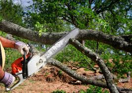 Best Tree Removal  in Raoul, GA