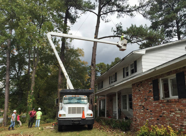 Best Hazardous Tree Removal  in Raoul, GA