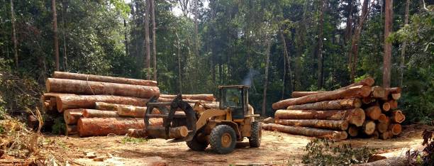 Best Tree Maintenance Programs  in Raoul, GA