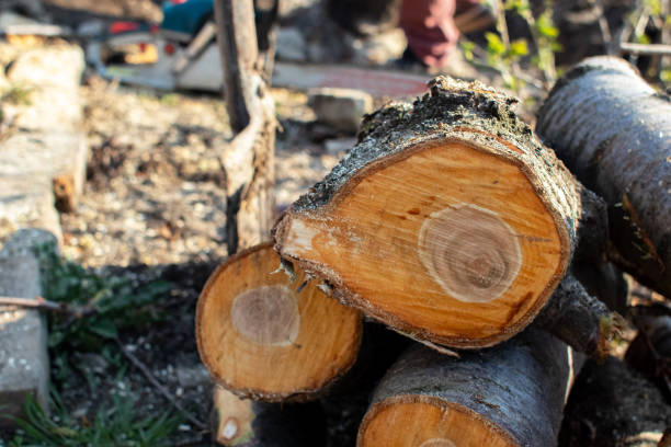 Best Tree Preservation Services  in Raoul, GA