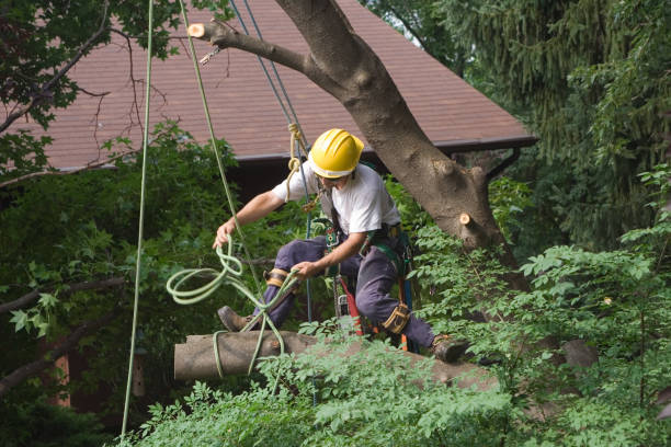 Best Aeration Services  in Raoul, GA