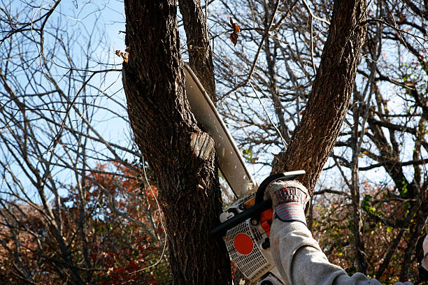 Best Pest Control for Lawns  in Raoul, GA